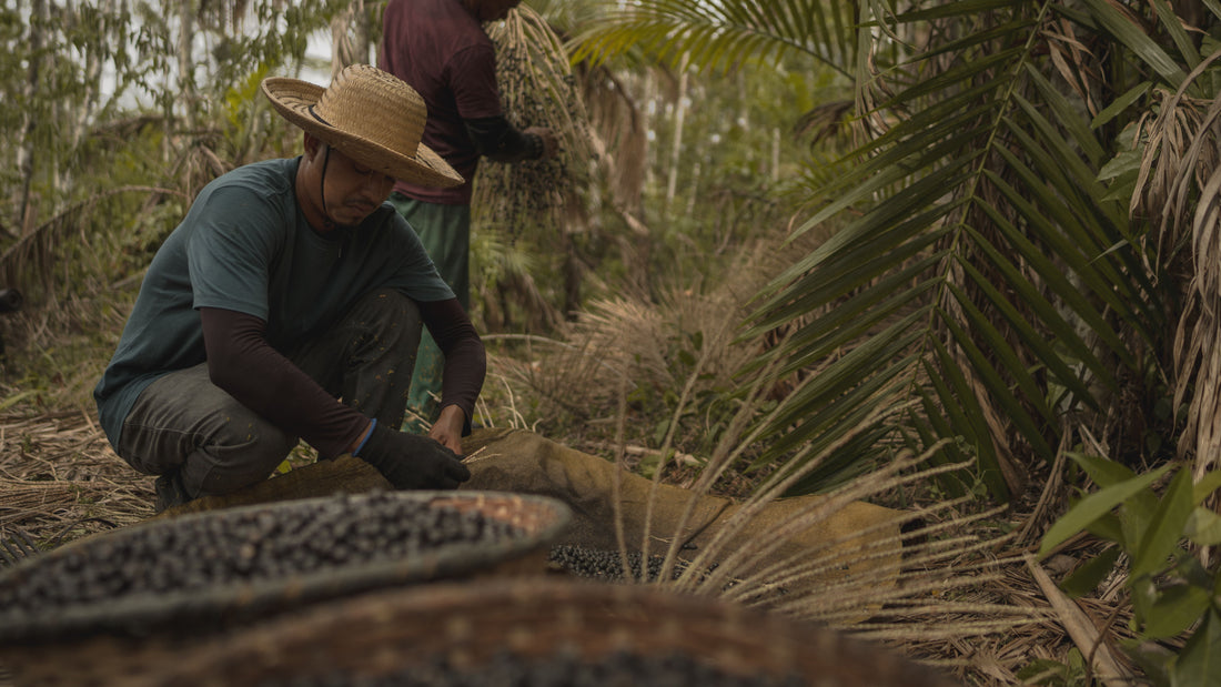 acai harvest